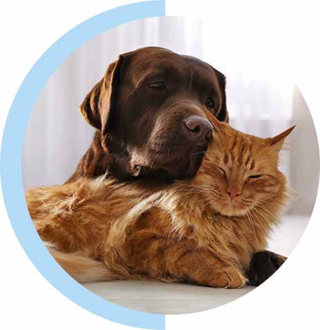 A brown dog and a ginger cat having a cuddle after being transported internationally by Departure Pets